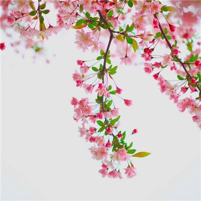 楚汉君王传破解版下载